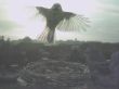 E8ABFA192AC9(Storchennest)_m20130516043133.jpg