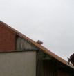 Der erste Storch 20.03.2013.jpg