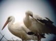 20130510_073011.JPG