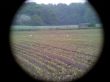 20130523_210224 Bei der Nahrungssuche auf einem Meisfeld in Suttorf.jpg