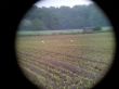 20130523_210249  Bei der Nahrungssuche auf einem Meisfeld in Suttorf.jpg