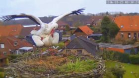 Storch Zuhause-2016-03-29-09-30-25.jpg