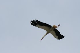IMG_1107.JPG
