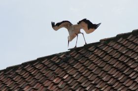 IMG_1118.JPG