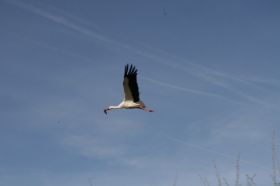 IMG_1284.JPG