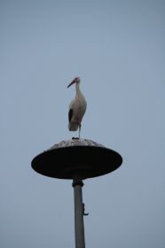 IMG_3865.JPG