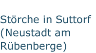 Störche in Suttorf (Neustadt am Rübenberge)